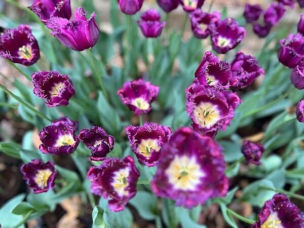 2024年士林官邸公園鬱金香花季:相鬱祈福。鬱金香齊放