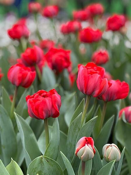 2024年士林官邸公園鬱金香花季:相鬱祈福。鬱金香齊放