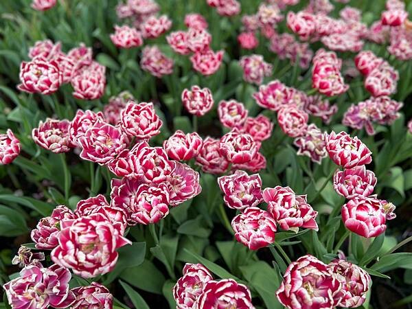 2024年士林官邸公園鬱金香花季:相鬱祈福。鬱金香齊放