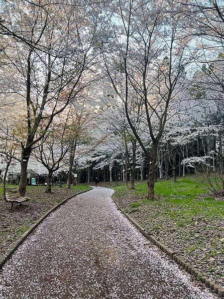 《2023年日本東北櫻花季》陸奧鶴田半日遊。津輕富士見湖。鶴 《2023年日本東北櫻花季》陸奧鶴田半日遊。津輕富士見湖。鶴