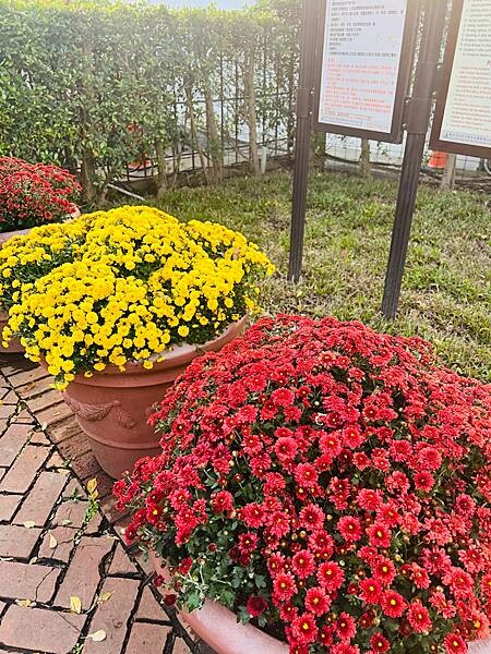 2023年士林官邸菊展：傍晚時分的菊花。韓式意餐