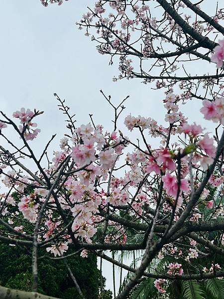 台北中正紀念堂櫻花季：搭捷運也能賞櫻景點。粉紅大漁櫻、桃紅八