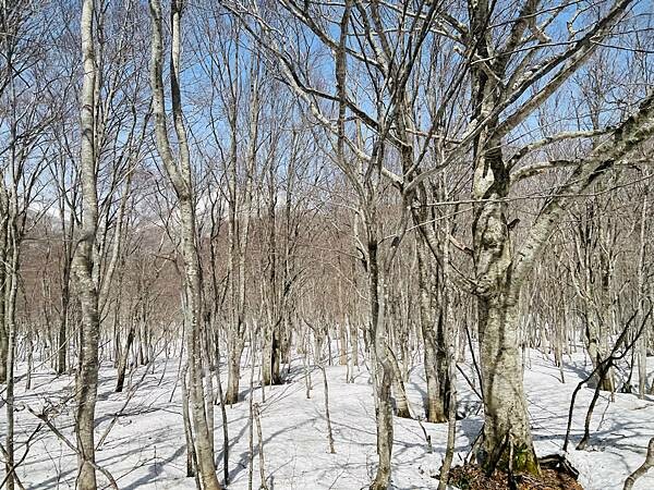 星野奧入瀨溫泉渡假飯店（附交通方式）。在自然生態的溪流邊渡過