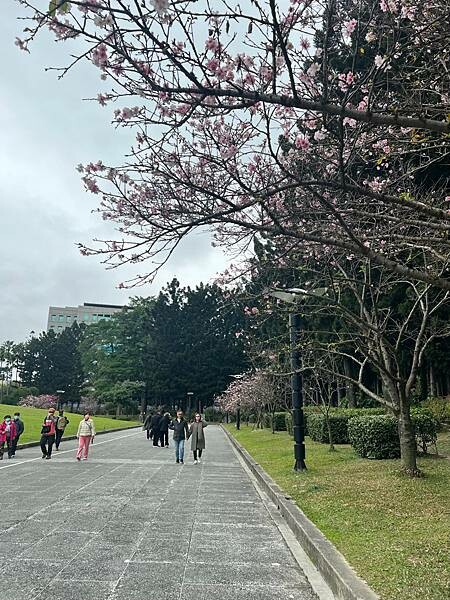 台北中正紀念堂櫻花季：搭捷運也能賞櫻景點。粉紅大漁櫻、桃紅八