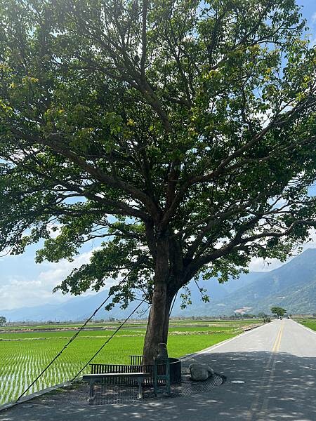 池上春季一日遊。伯朗大道一片片綠油油的稻田|台東嘉義宜蘭遊記