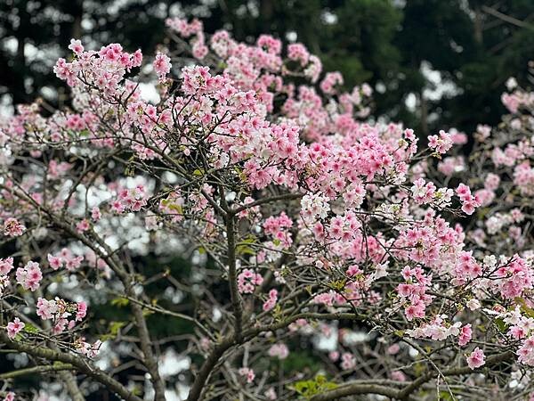 台北中正紀念堂櫻花季：搭捷運也能賞櫻景點。粉紅大漁櫻、桃紅八