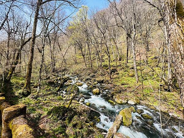 奧入瀨溪流一日慢走遊記:三亂の流れ、石戶休息站、阿修羅之流、 奧入瀨溪流一日慢走遊記:三亂の流れ、石戶休息站、阿修羅之流、