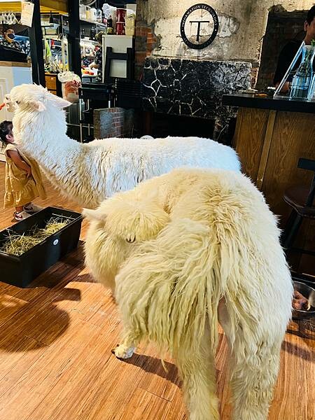 陽明山草山小鎮:大衛小小羊David & Alpaca,近距 陽明山草山小鎮:大衛小小羊David & Alpaca,近距