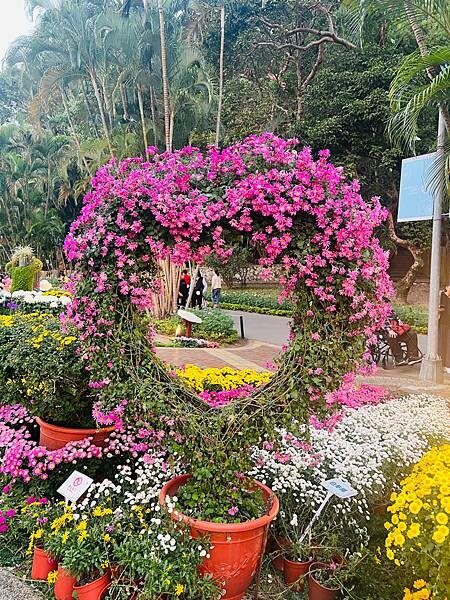 2023年士林官邸菊展：傍晚時分的菊花。韓式意餐