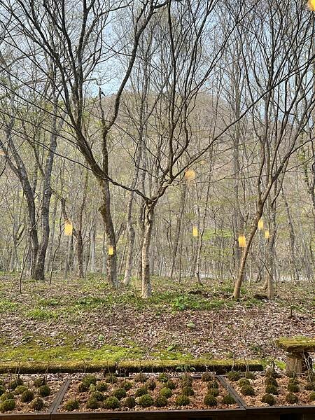 星野奧入瀨溫泉渡假飯店（附交通方式）。在自然生態的溪流邊渡過