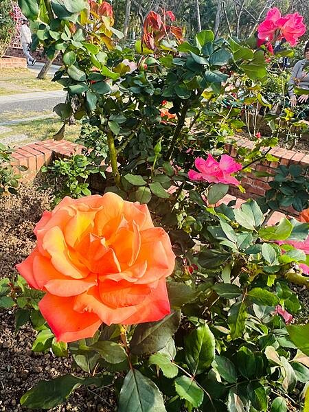 台北捷運士林站半日遊:參觀士林官邸。玫瑰花園