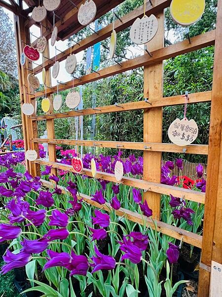 2024年士林官邸公園鬱金香花季:相鬱祈福。鬱金香齊放