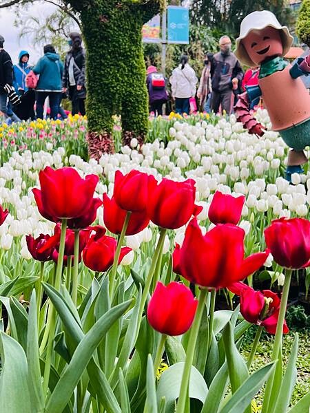 2024年士林官邸公園鬱金香花季:相鬱祈福。鬱金香齊放