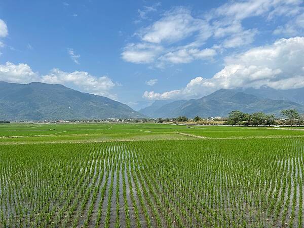 池上春季一日遊。伯朗大道一片片綠油油的稻田|台東嘉義宜蘭遊記