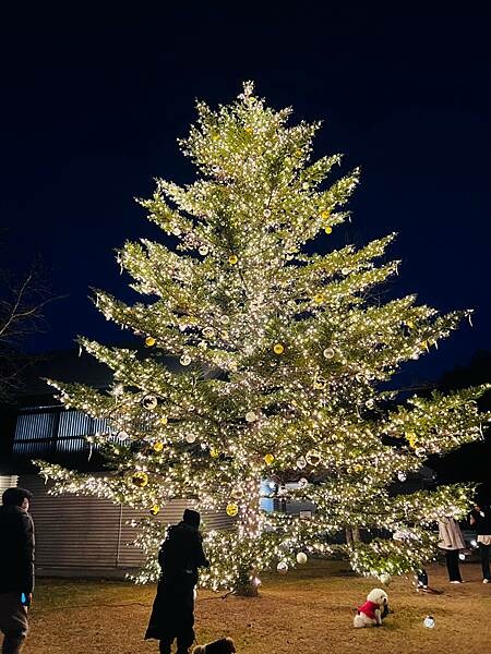 2023年日本長野縣輕井澤星野渡假飯店浪漫聖誕活動:杉樹廣場