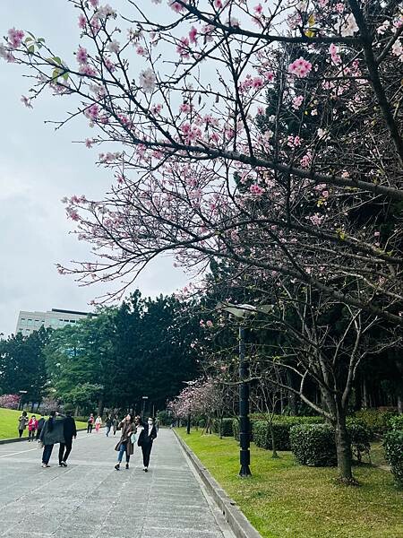 台北中正紀念堂櫻花季：搭捷運也能賞櫻景點。粉紅大漁櫻、桃紅八