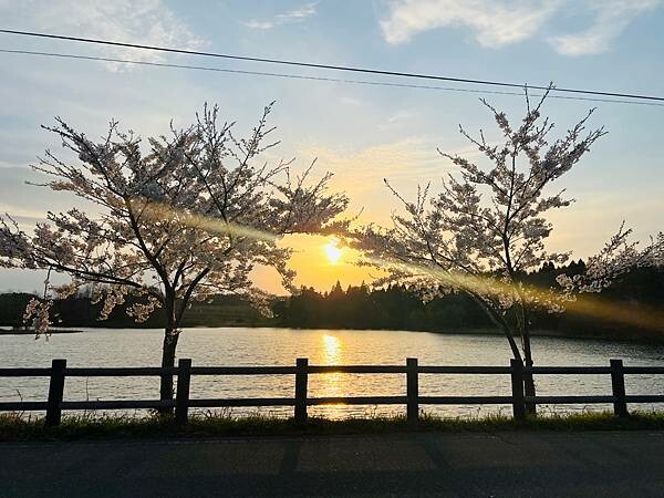 《2023年日本東北櫻花季》陸奧鶴田半日遊。津輕富士見湖。鶴 《2023年日本東北櫻花季》陸奧鶴田半日遊。津輕富士見湖。鶴