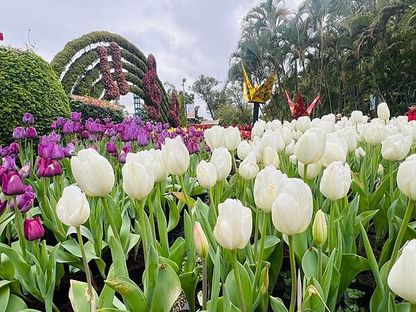 2024年士林官邸公園鬱金香花季:相鬱祈福。鬱金香齊放