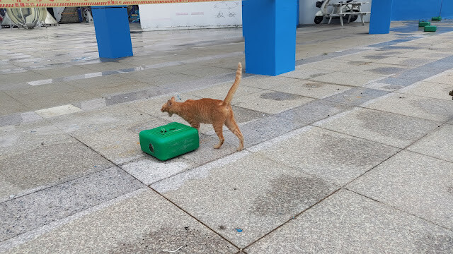 北回歸線太陽館 - 流浪貓