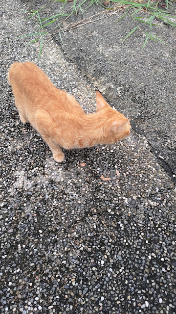 北回歸線太陽館 - 流浪貓