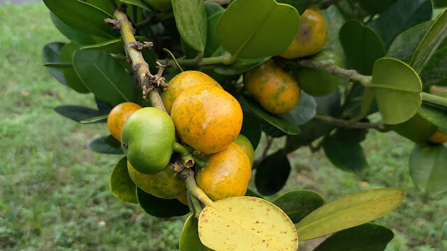 鯉魚潭水庫 - 福木