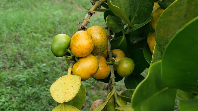 鯉魚潭水庫 - 福木