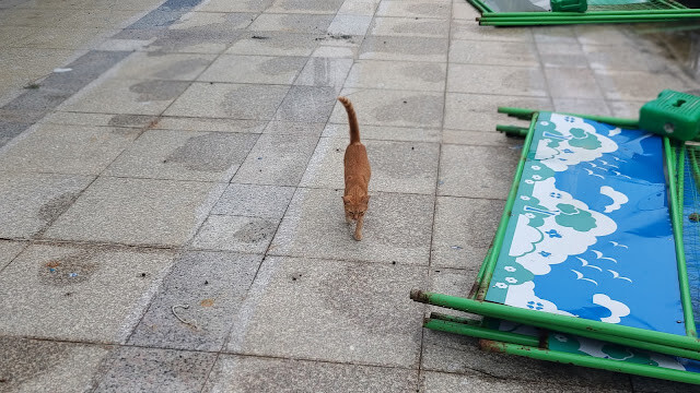 北回歸線太陽館 - 流浪貓