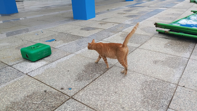 北回歸線太陽館 - 流浪貓