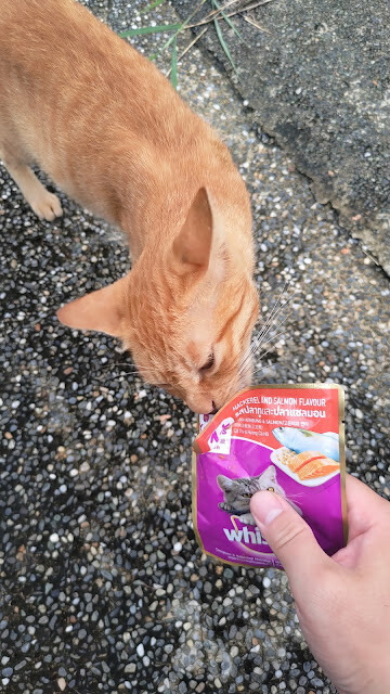 北回歸線太陽館 - 流浪貓