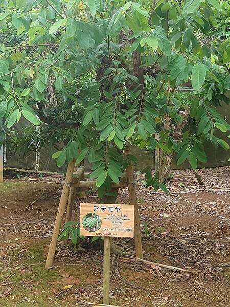 【旅遊】2024/09/02 我們在沖繩的日子 D3