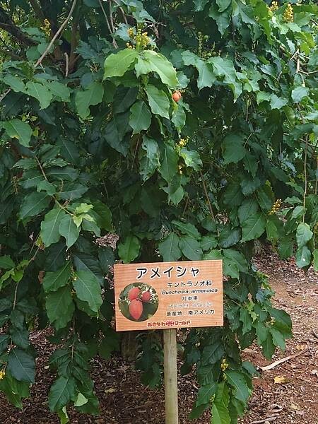 【旅遊】2024/09/02 我們在沖繩的日子 D3