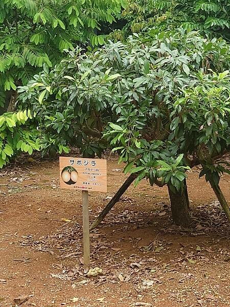 【旅遊】2024/09/02 我們在沖繩的日子 D3