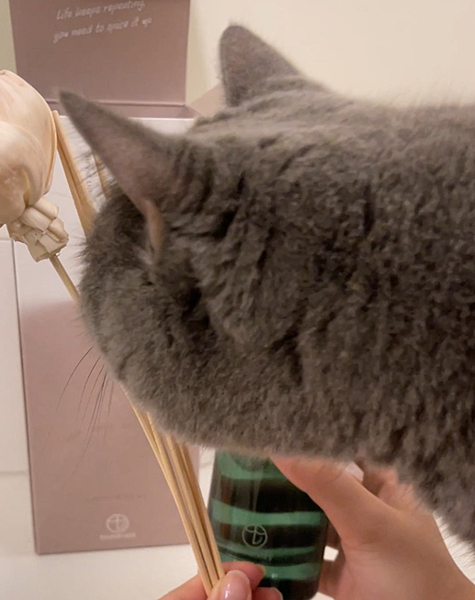 【生活開箱】居家香氛的完美選擇 — Nardeart 居家擴