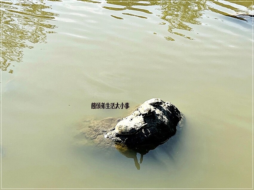 帶你深入三芝遊客中心！從古典風格建築到全新展覽，了解三芝名人的故事，享受親子友善環境，還有免費停車和可愛水池等你來體驗。