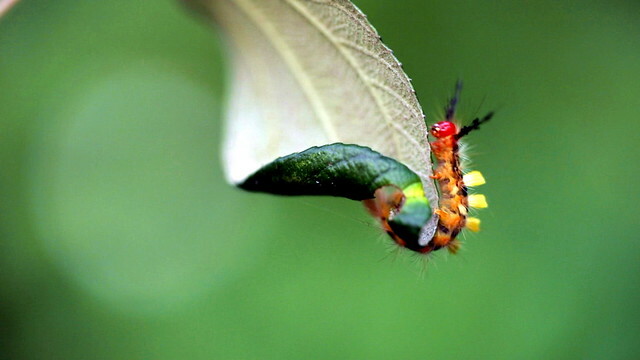 The Movie posters and stills of Taiwan record movie 
