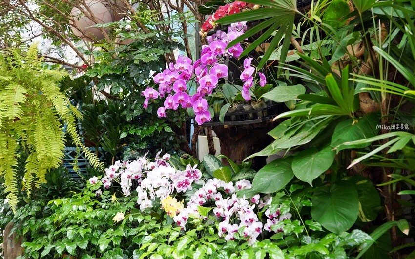 繡球花冰淇淋！苗栗夢幻「花露農場Flower Home」，讓你在花海中享受幸福滋味。