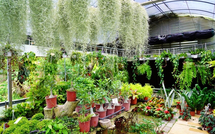 繡球花冰淇淋！苗栗夢幻「花露農場Flower Home」，讓你在花海中享受幸福滋味。