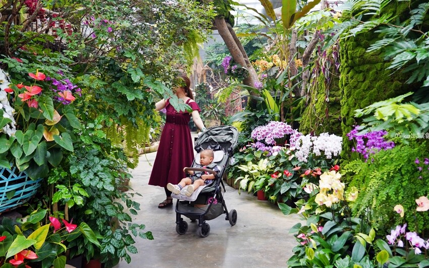 繡球花冰淇淋！苗栗夢幻「花露農場Flower Home」，讓你在花海中享受幸福滋味。