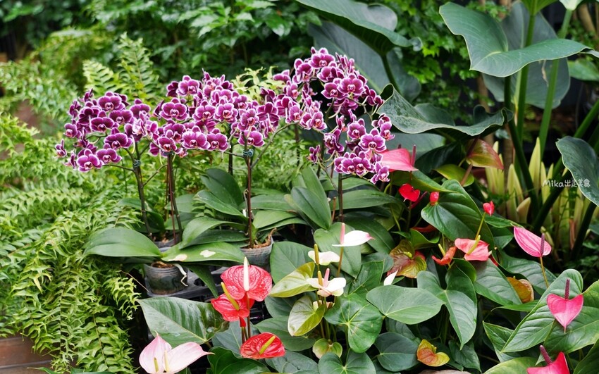 繡球花冰淇淋！苗栗夢幻「花露農場Flower Home」，讓你在花海中享受幸福滋味。