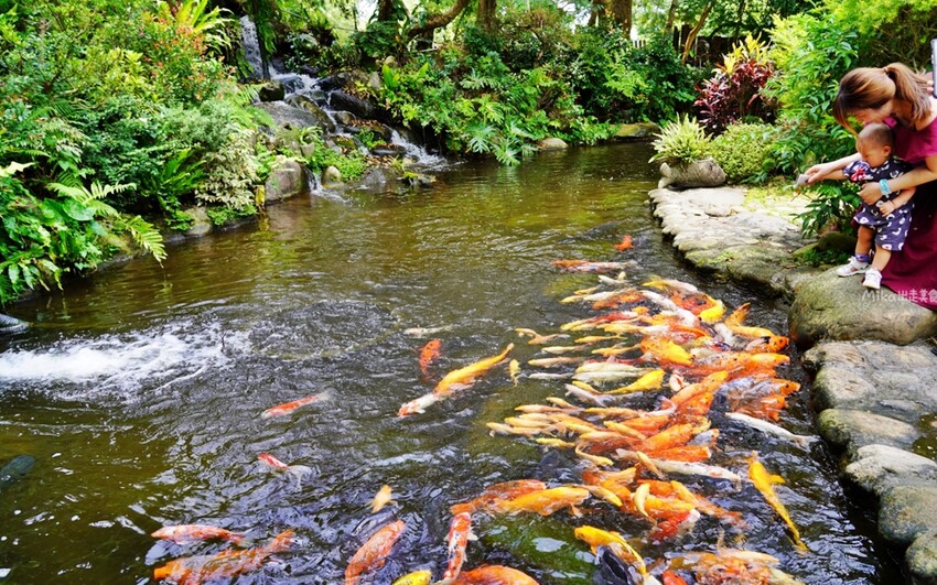 繡球花冰淇淋！苗栗夢幻「花露農場Flower Home」，讓你在花海中享受幸福滋味。