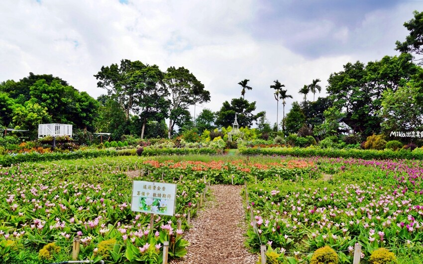 繡球花冰淇淋！苗栗夢幻「花露農場Flower Home」，讓你在花海中享受幸福滋味。