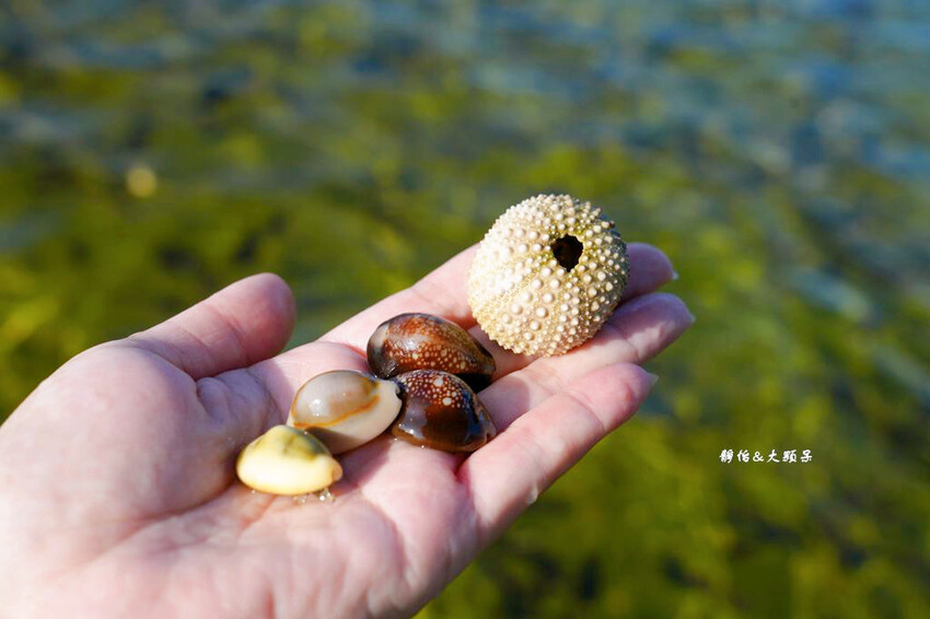 蝙蝠洞公園,新北瑞芳浮潛玩水勝地,盡情探索潮間帶生態!