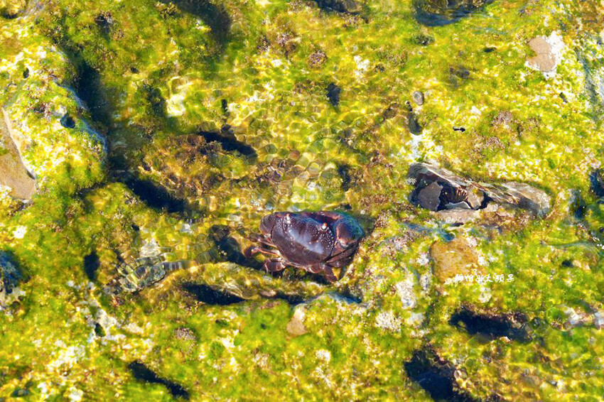 蝙蝠洞公園,新北瑞芳浮潛玩水勝地,盡情探索潮間帶生態!