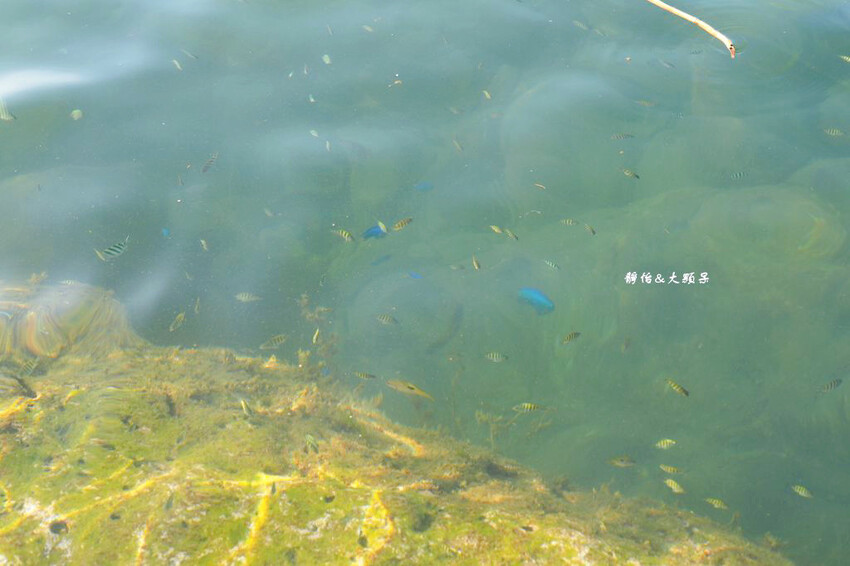 蝙蝠洞公園,新北瑞芳浮潛玩水勝地,盡情探索潮間帶生態!