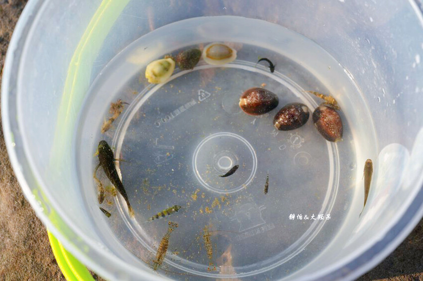 蝙蝠洞公園,新北瑞芳浮潛玩水勝地,盡情探索潮間帶生態!