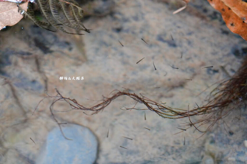 宜蘭溪邊玩水撈魚「圳頭鴛鴦溪」,員山隱藏版溪邊烤肉、親子玩水