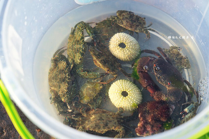 蝙蝠洞公園,新北瑞芳浮潛玩水勝地,盡情探索潮間帶生態!