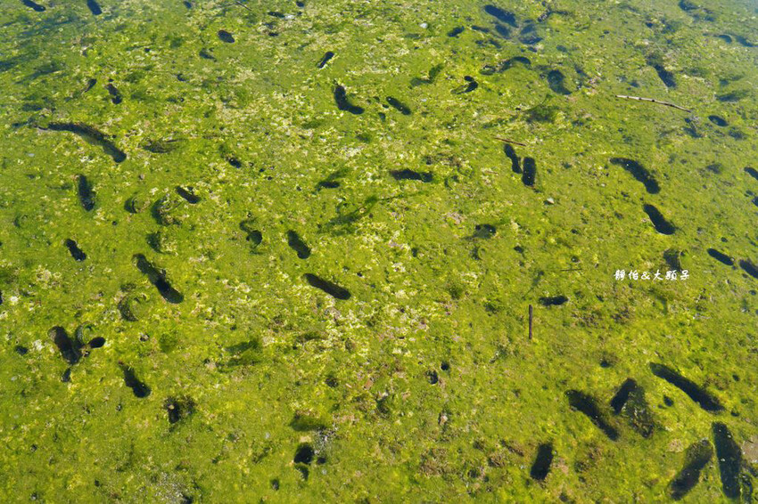 蝙蝠洞公園,新北瑞芳浮潛玩水勝地,盡情探索潮間帶生態!