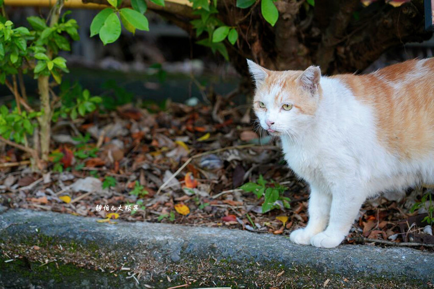 2024桃園地景藝術節「迴．龜」，23件藝術作品免費拍，必看