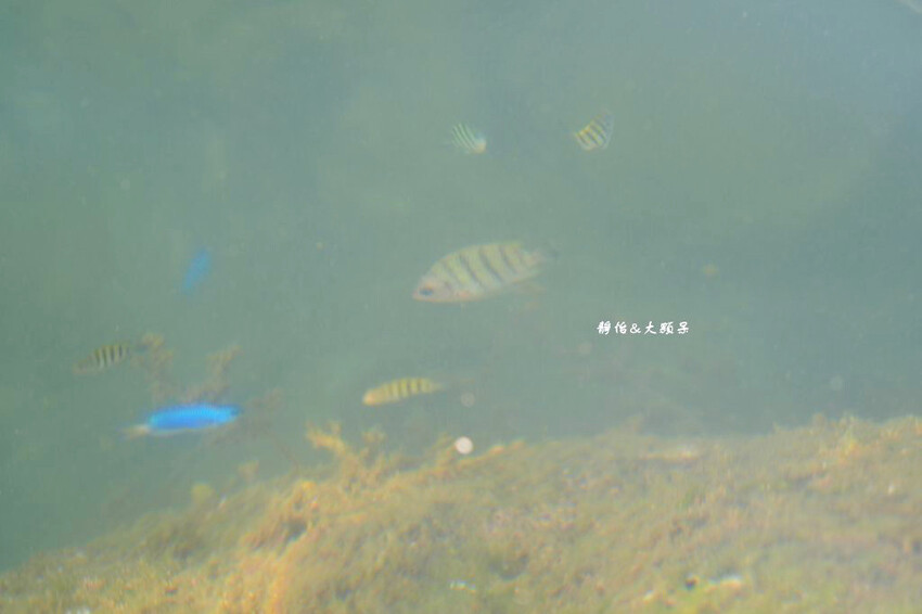 蝙蝠洞公園,新北瑞芳浮潛玩水勝地,盡情探索潮間帶生態!